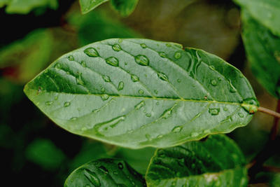 raindrops_on_leaf1_large