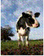 20070528_cow