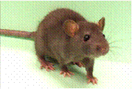 rat2
